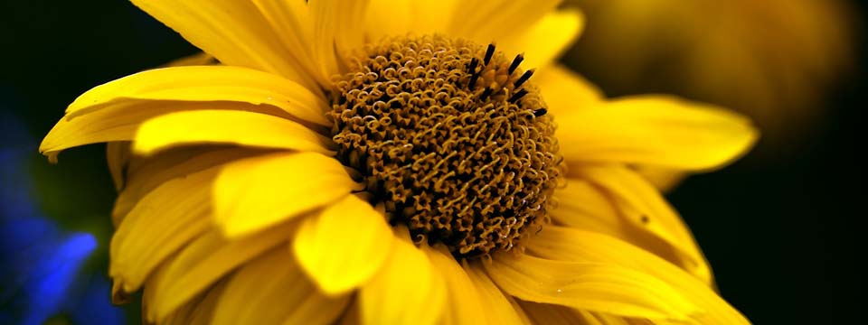 Homöopathie und Naturheilkunde