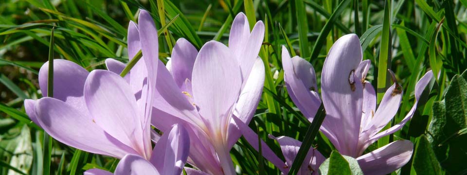 Colchicum – Herbstzeitlose