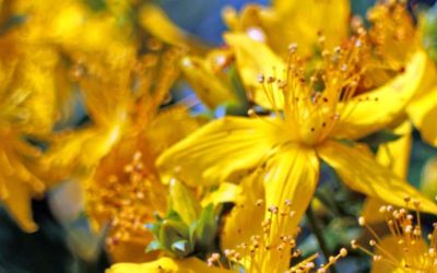 Hypericum – Johanniskraut