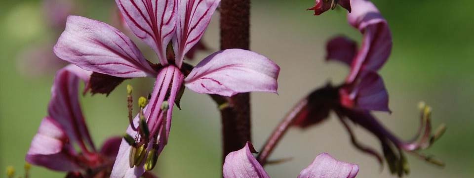 Diptam – Der Brennende Busch