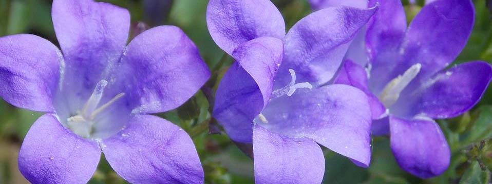 Rapunzel – Glockenblume