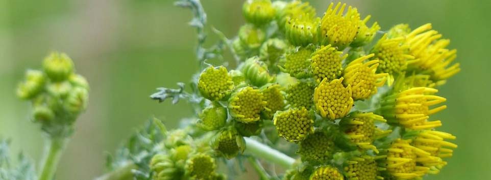 Jakobs-Greiskraut – Senecio jacobaea