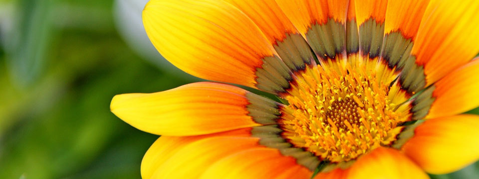 Rheuma natürlich behandeln