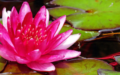 Warum Glaubenssätze unser Leben bestimmen