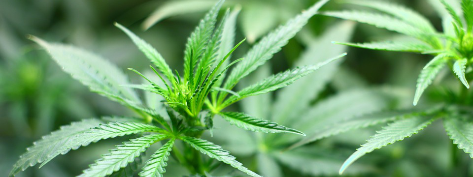 Ist Cannabidiol (CBD) bei Schizophrenie hilfreich?