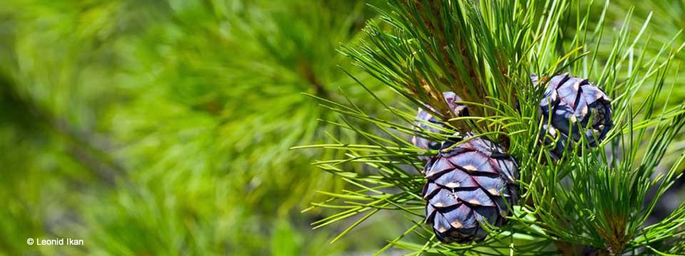 Zirbelkiefer und Naturheilkunde