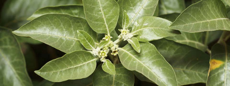 Ashwagandha – Ein natürliches Mittel gegen Stress, Ängste und Schlaflosigkeit