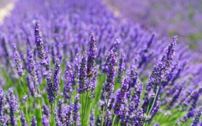 Gesund mit heimischen Heilpflanzen